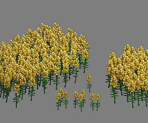 Western Suburbs - Rape flowers