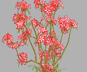 Small Red Plant 08