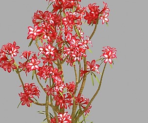 Small red plant 09