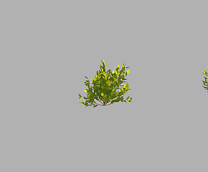 Small plants 09