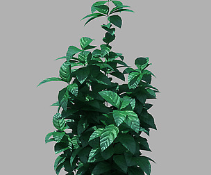 Small plants 10