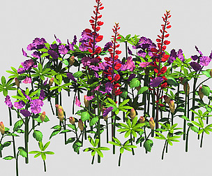 Small Plant - Mountain Flower 36