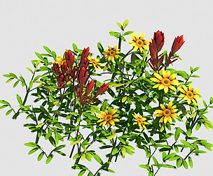 Small Plants - Shanhua 41