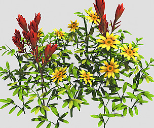 Small Plant - Mountain Flower 42