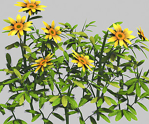 Small Plants - Shanhua 43