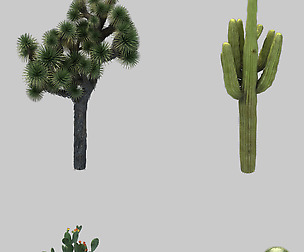 Blood Ritual Canyon - Desert Plant 01