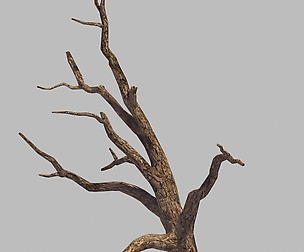 Original - Desert - Three Dry Trees 02