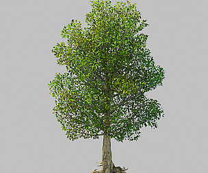 Moon Temple - Tree 04