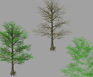 Moon Temple - Pine Tree 02