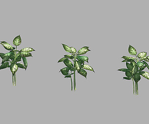 Plant - Diffenbachia