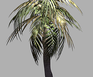 Plant - Palm Tree