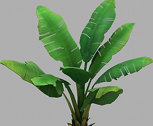 Plant - Plantain Tree 067
