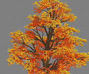 Plant - Birch Tree 09