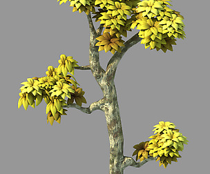 Plant - Poplar 03