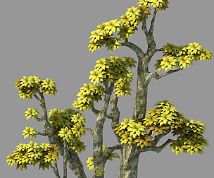 Plant - Poplar 04