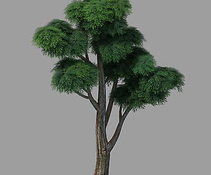 Plants - Cypress 03