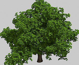 Plant - Big Banyan Tree 63