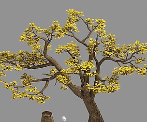 Plants - Trees 326