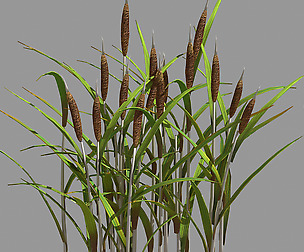 Plant - Dog Tail Flowers 65
