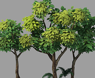 Plants - Shrubs 58