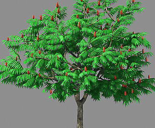 Plant - Torch Tree 06