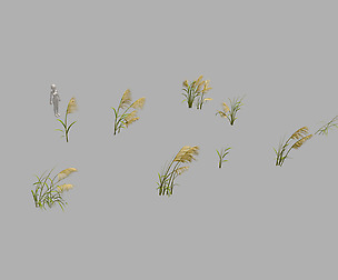 Plant - Reed 669
