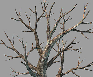 Plants - Deciduous 68