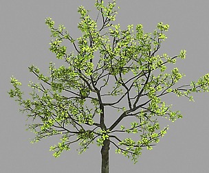 Plant - Green - Tree 03