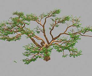 Plant - Green - Tree 04