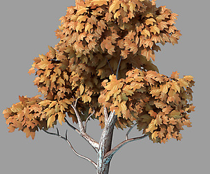 Plants - Arbor 36