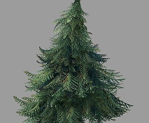 Plants - Pine 86