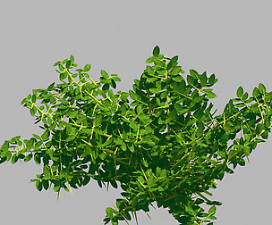Plant - Weed 036