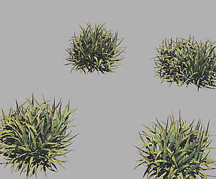 Plants - Weeds 65