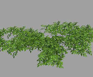 Plants - Mixed Flowers 36