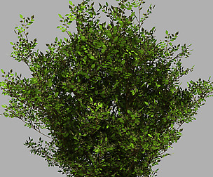 Decoration - Flowers 92