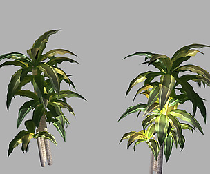Decorative plants 85