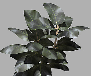 Decorative Plant - Ficus