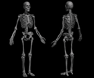 Anatomical Human Skeleton