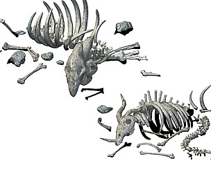 Sea bottom - animal wreckage 06