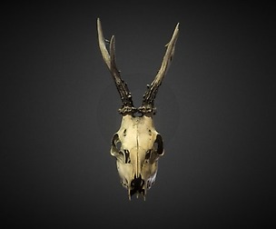 Deadly Skull 01
