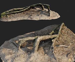 nature forest roots 001