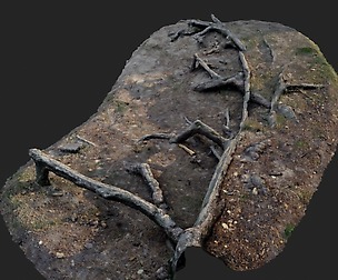 nature forest roots 002