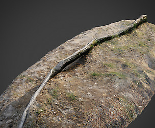 nature forest roots 003