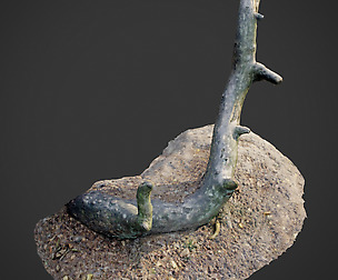 nature forest roots 004
