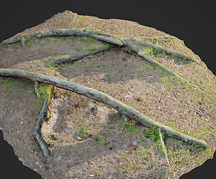 3d scanned nature forest roots 006