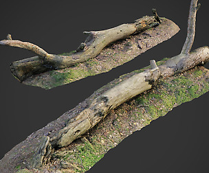 3d scanned nature forest roots 007
