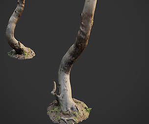 3d scanned nature forest roots 008
