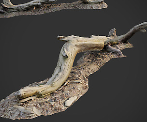 3d scanned nature forest roots 009