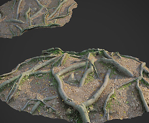 3d scanned nature forest roots 010