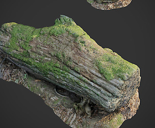 3d scanned nature forest stuff 001